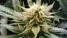 Парламент Нідерландів легалізував вирощування марихуани