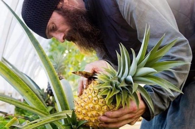 Валаамські монахи виростили у монастирській теплиці ананас (ФОТО)