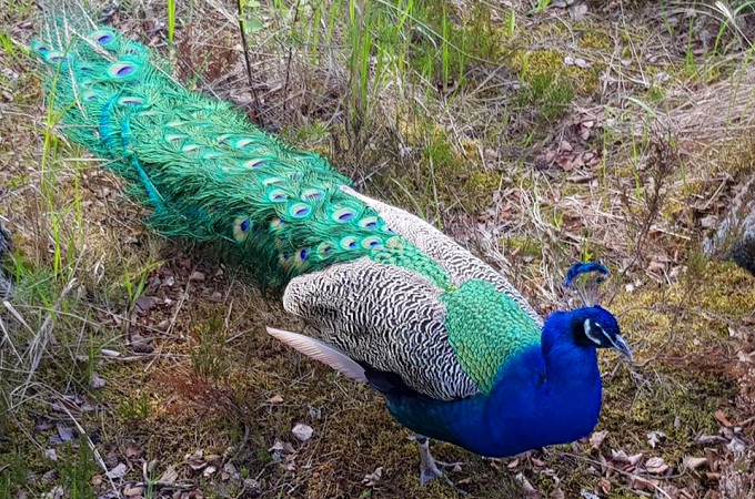 Монах з Македонії розводить на Валаамі павичів