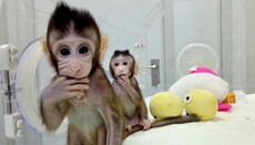 У Ватикані вважають, що клонування приматів несе загрозу людству